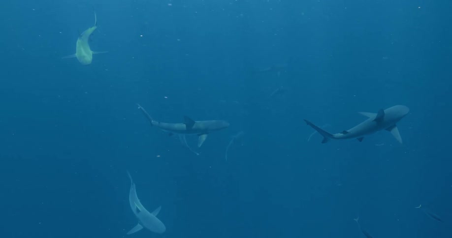 Sharks swimming in ocean