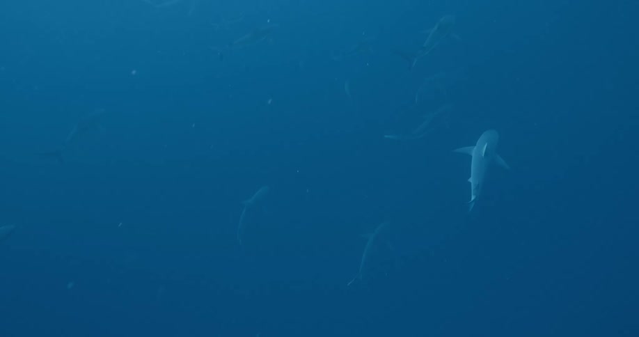 A group of sharks swim up ahead