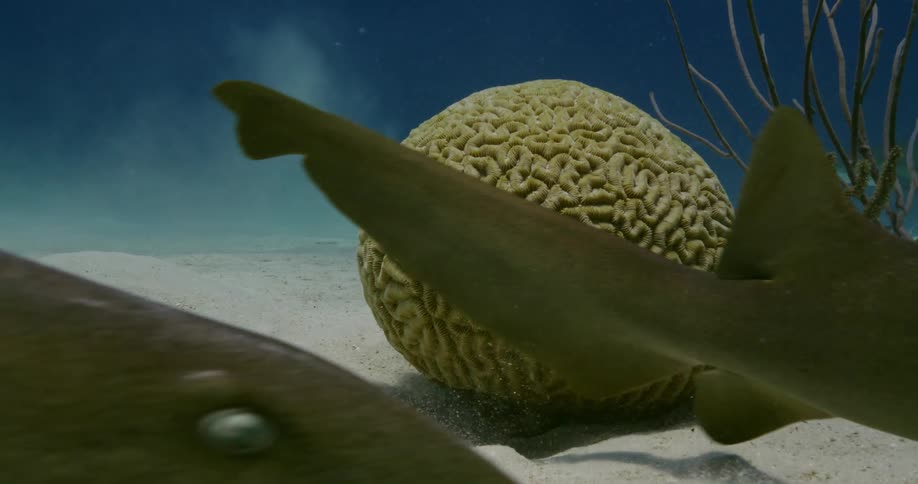 Sharks swim along the sand underwater