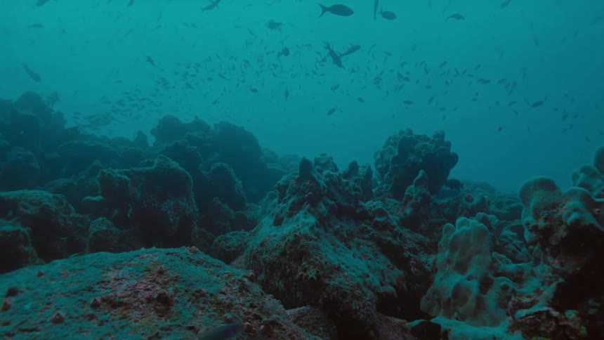Fishes swimming over a coral reef on the murky blue ocean waters