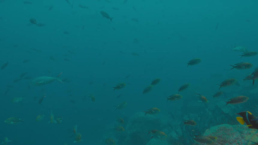 School of smaller fish swarm past a slightly larger black fish with colorful stripes and fins