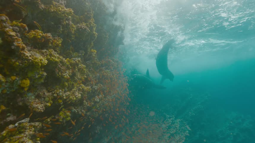 Seals swim near vegetation crusted reef teeming with fish as waves crash overhead