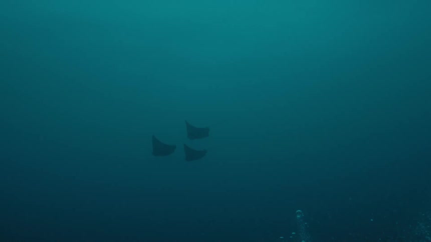 Three manta rays swim up ahead