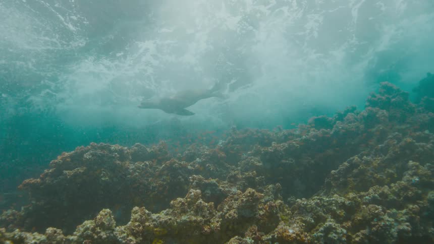A seal swims through shallow water right above a coral reef
