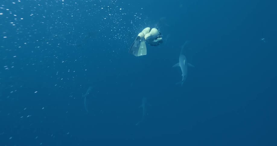 A woman with scuba gear swims slowly through the water behind a large shark