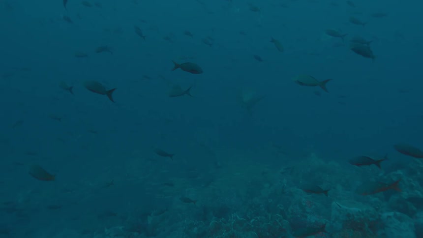 Hundreds of fish swim near coral reef in the ocean