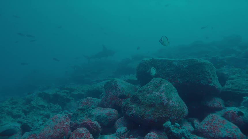 Fish swimming in the ocean