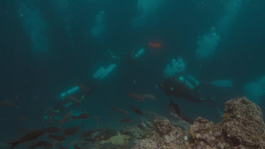 A group of scuba divers swim underwater with fish