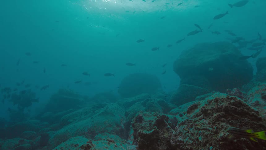 Fish swimming in the ocean