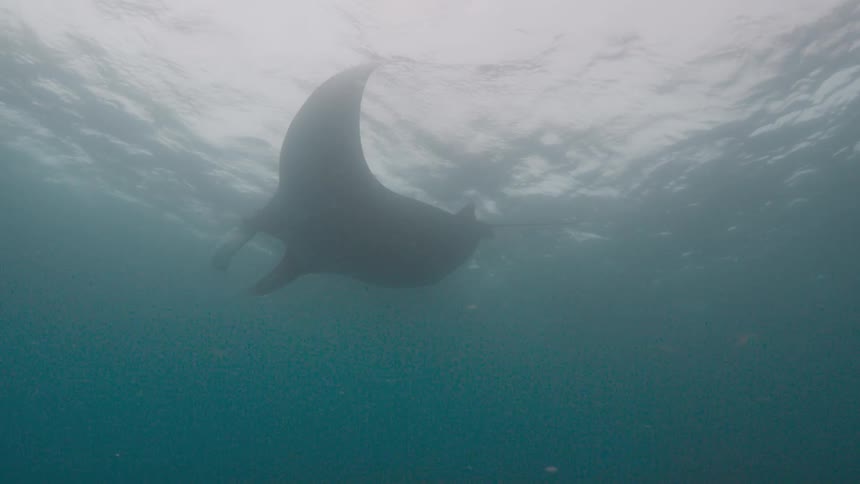 Manta ray slowly swims underwater over reef as sun shines from above