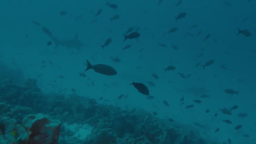 Sharks and fishes swimming underwater in the ocean