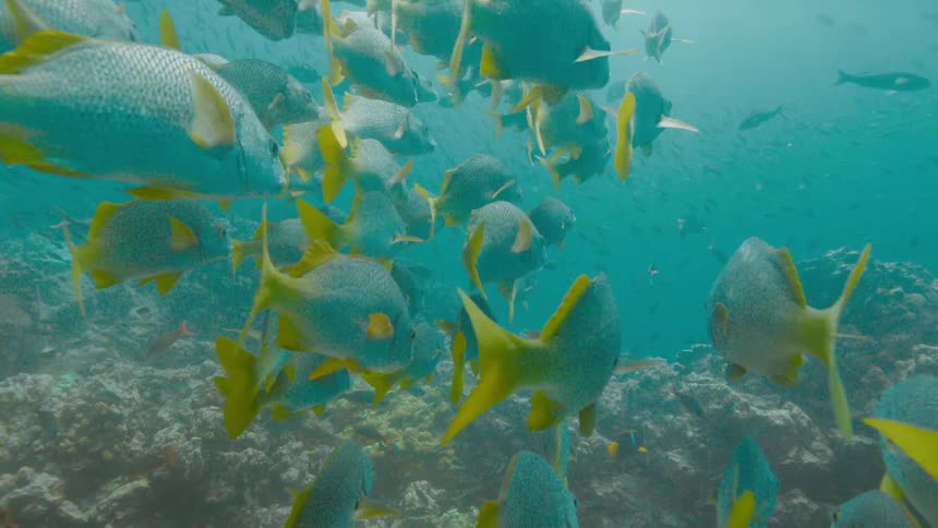 A large school of blue fish with yellow fins swim in the ocean above a coral reef