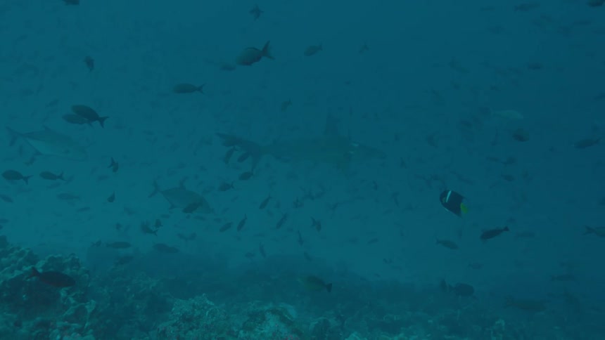 School of fish and shark