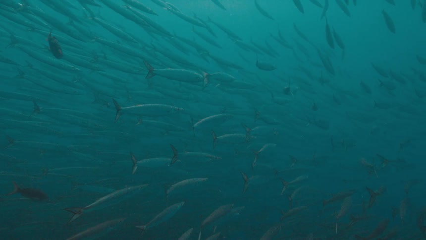 Fish are swimming in the ocean water