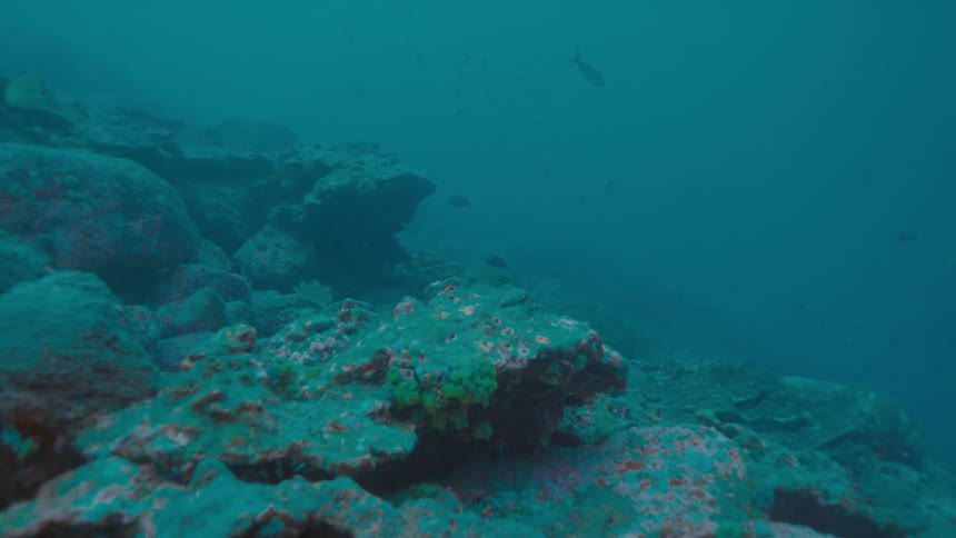 Fish swimming around in a coral reef area