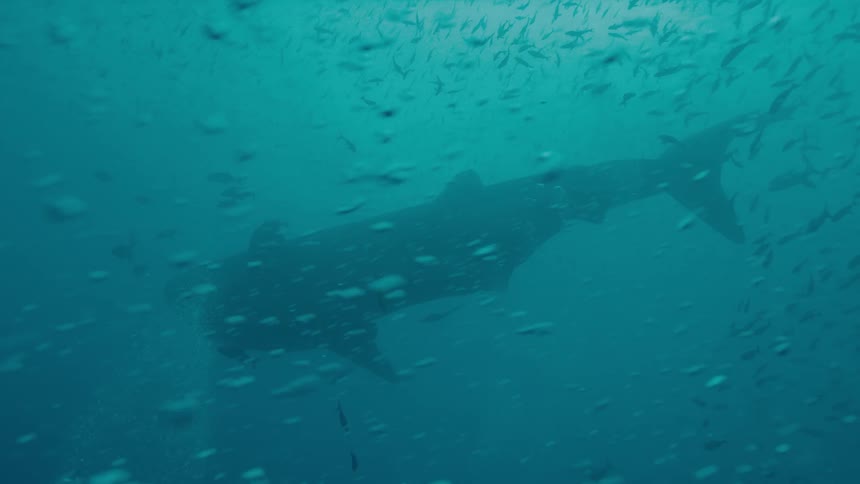 Sharks and fish are swimming in the ocean water