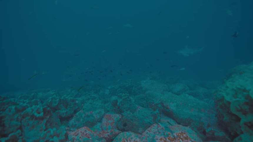 Silhouette of sharks swimming in the distance on the murky ocean waters