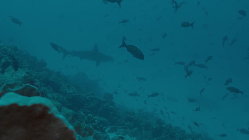 School of fish and shark