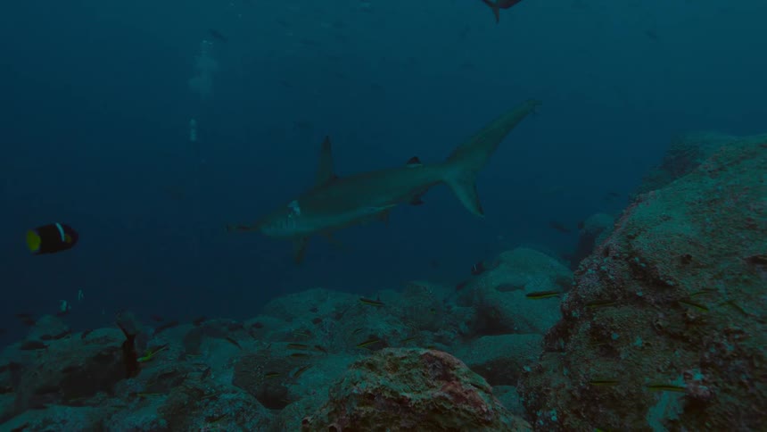 School of fishes