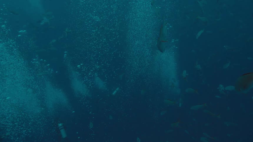 Divers underwater with fish swimming