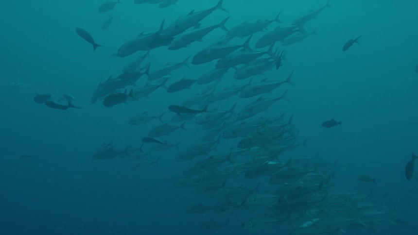 A large group of fish swim together