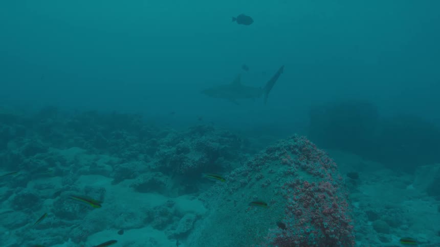 Fish are swimming at the bottom of the ocean water