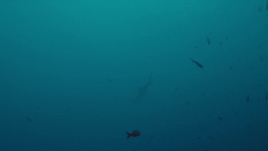 A shark and fishes swimming underwater in the ocean