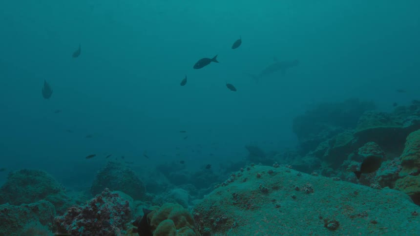 Fish are swimming at the bottom of the ocean
