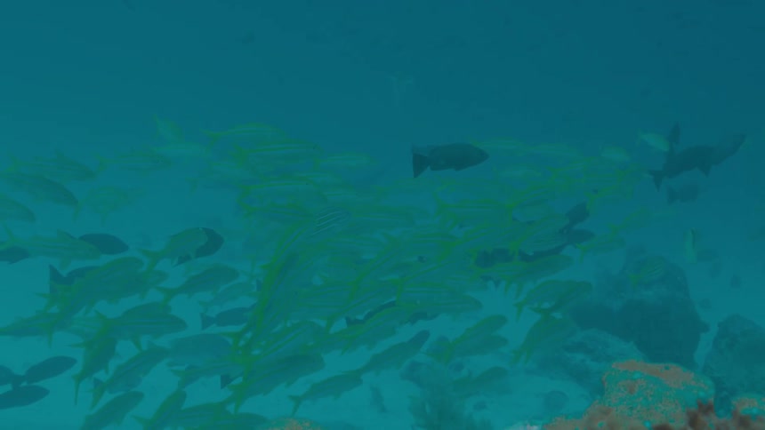 A school of baby fish swim underwater