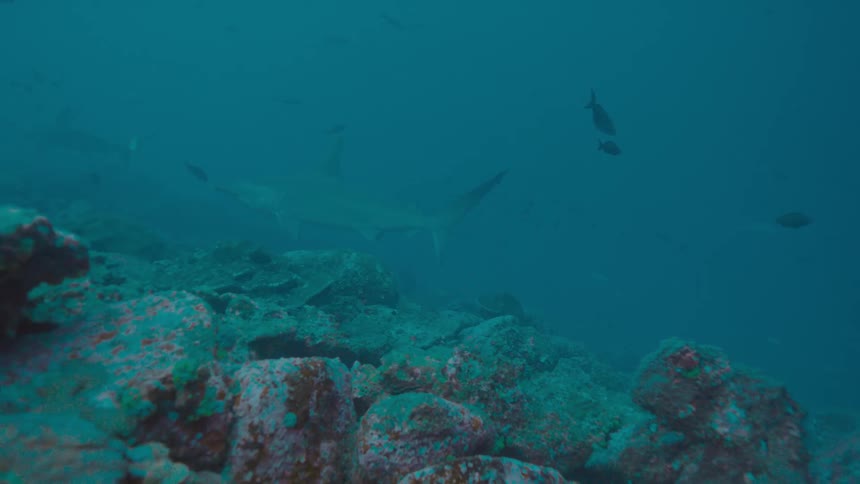 Underwater filming of fish and a shark swimming