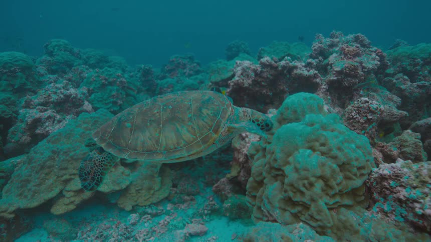 Turtle and fish swim over reef in murky blue ocean water