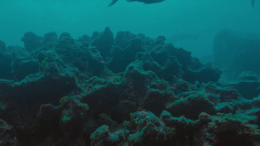 Fishes swimming over a coral reef on the murky blue ocean waters