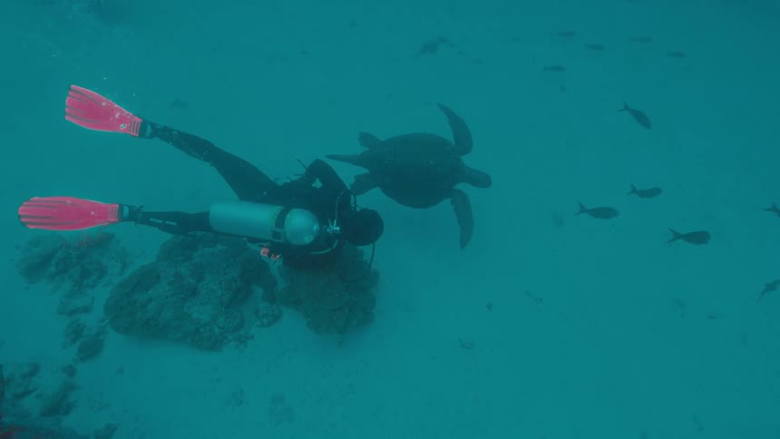 A view of a person scuba diving with a turtle and fish