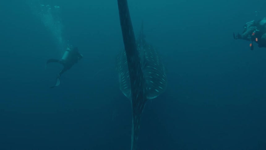 Two scuba divers let out bubbles while paralleling spotted swimming basking shark