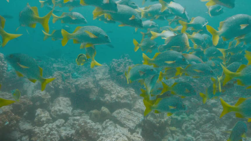 A group of fish swimming around in a reef