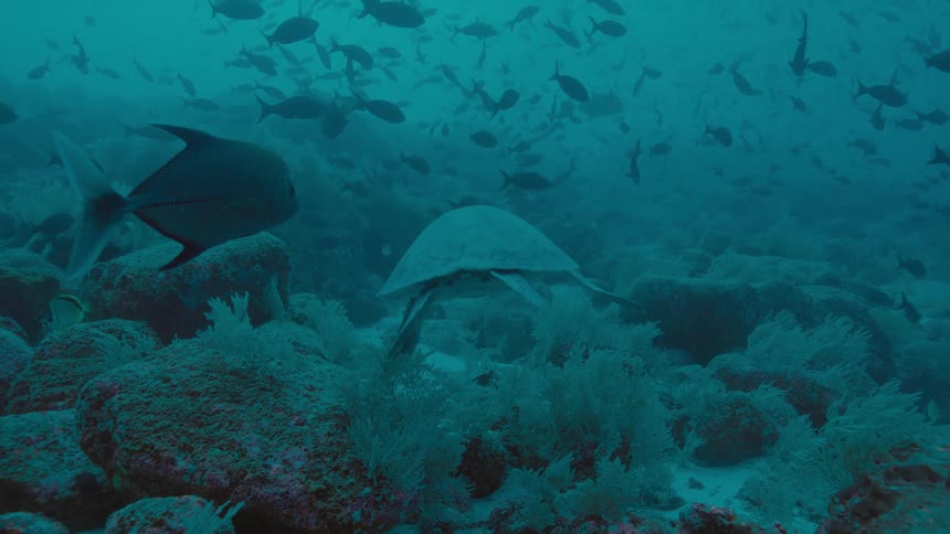 Turtle swims over coral reef past fish through murky water