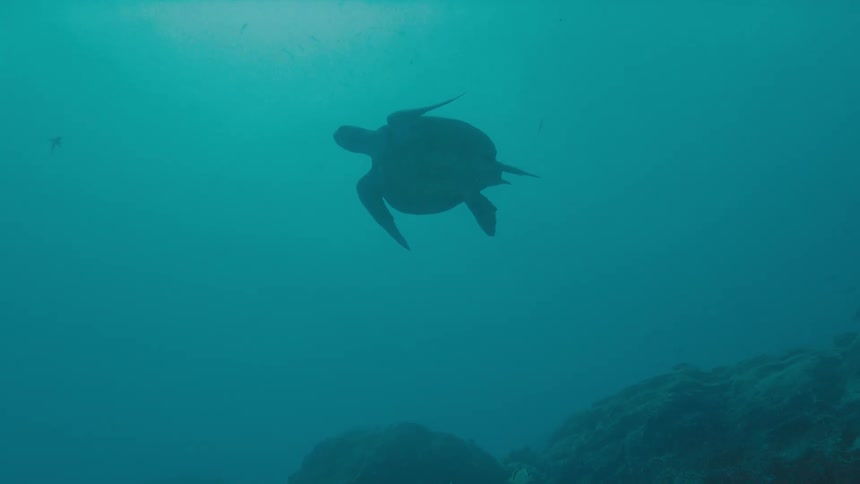 A turtle swims near coral reef in the ocean