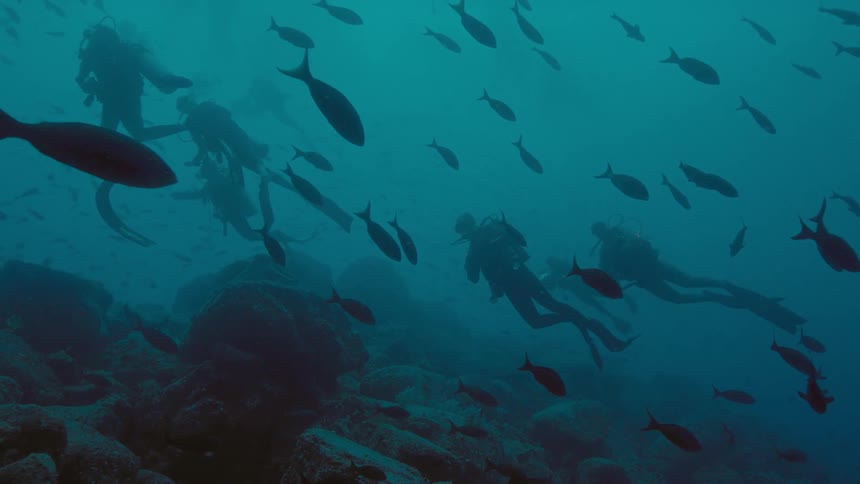Divers swim in a school of fish