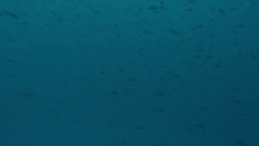 School of fishes