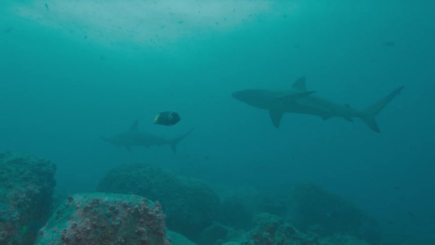 Shark and yellow finned fish swim past each other over coral covered boulders