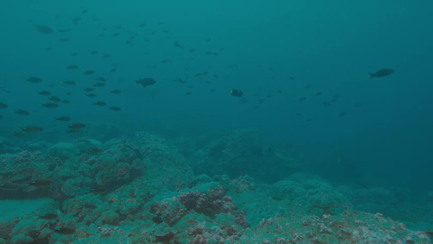 Hundreds of small colorfulfish swim through the water over a coral reef