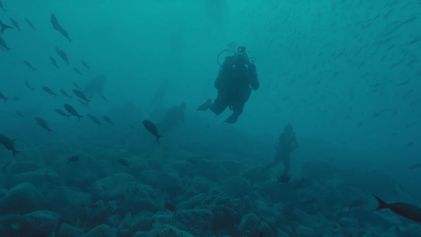 Two divers under the oceans surface watching the fish swim