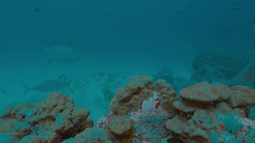 Fishes swimming underwater in the ocean next to a coral reef