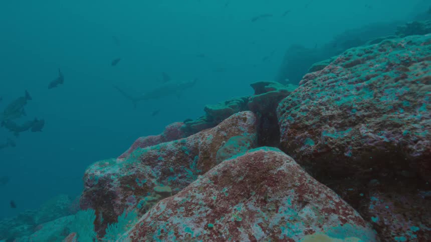 School of fishes