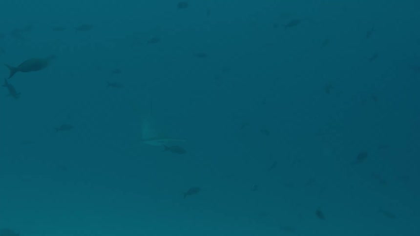A shark and fishes swimming underwater in the ocean