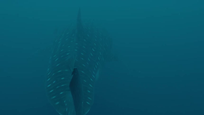 A whale swimming in the ocean