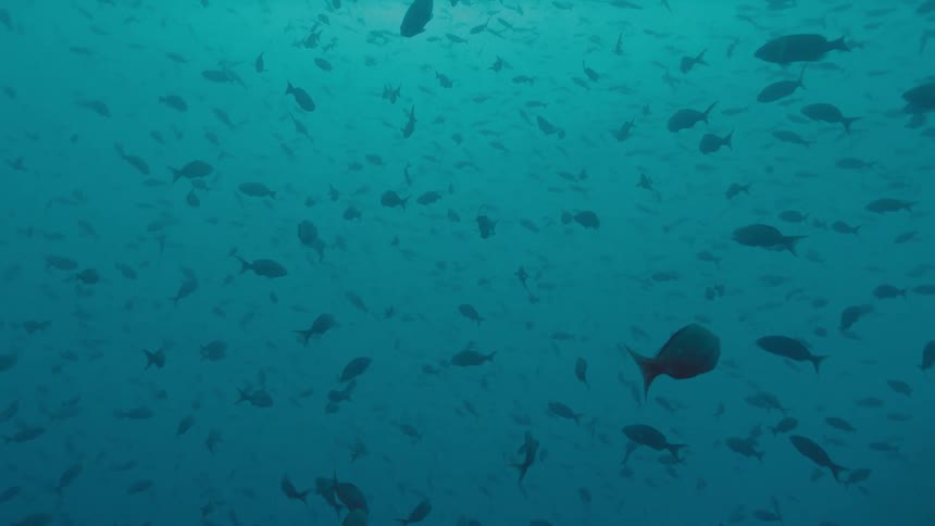 Fishes swimming underwater in the ocean
