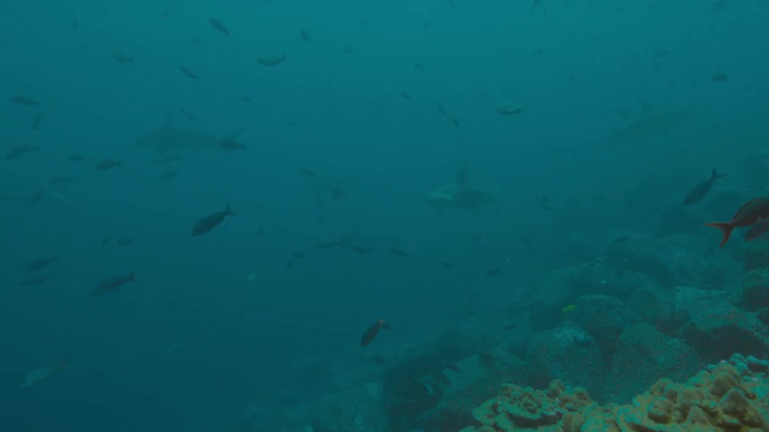 Underwater footage of fish swimming in the ocean