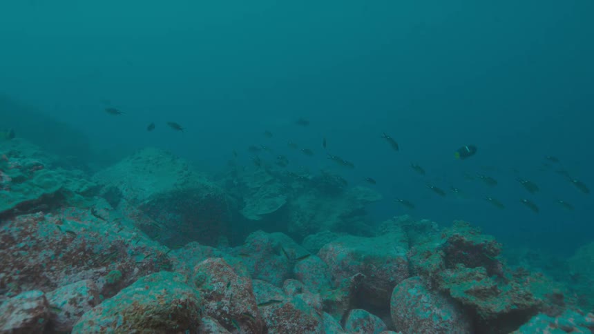 School of fishes