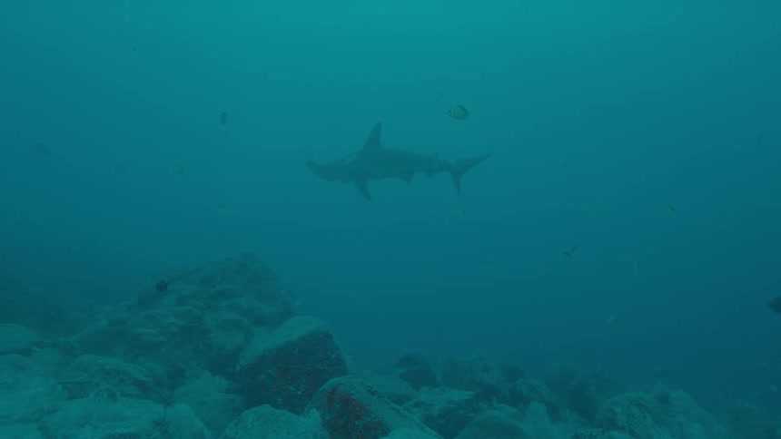 School of fishes and shark